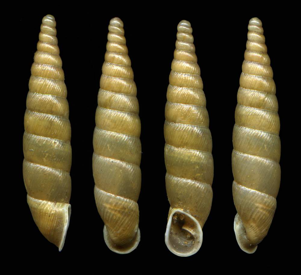 Cocholodina kuesteri